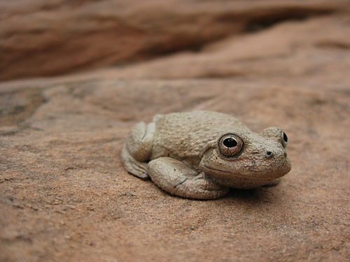 Canyon tree frog